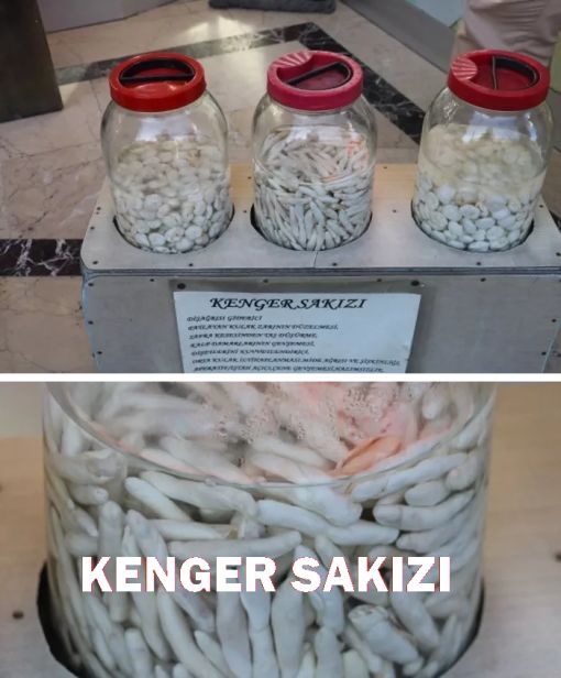 Kenger Sakızı