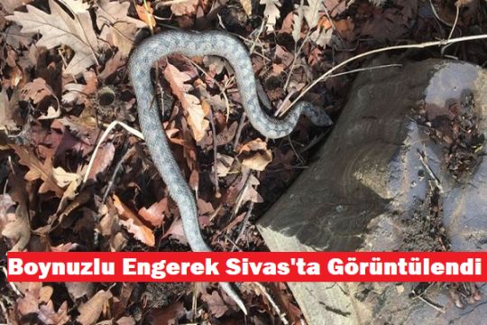 Sivas