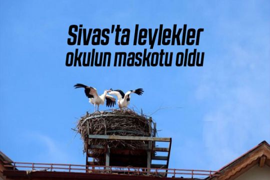 Sivas’ta leylekler