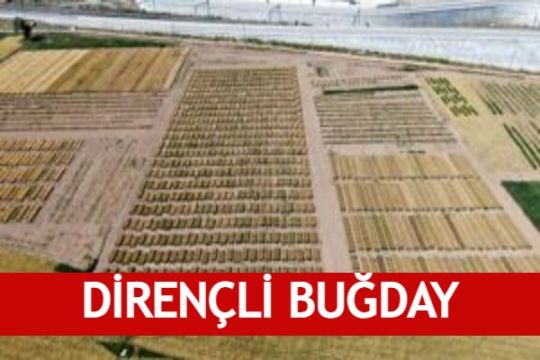 Dirençli Buğday