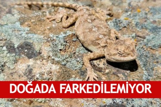 Sivas'ta görüntülendi.