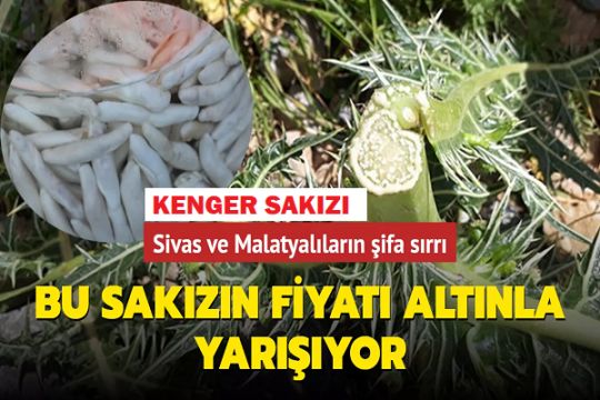 Kenger Altın Gibi