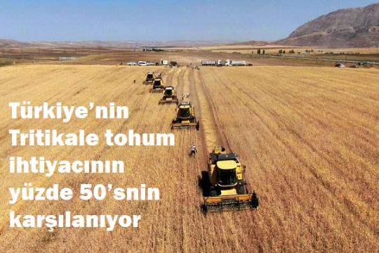 Türkiye’nin Tritikale Tohumu